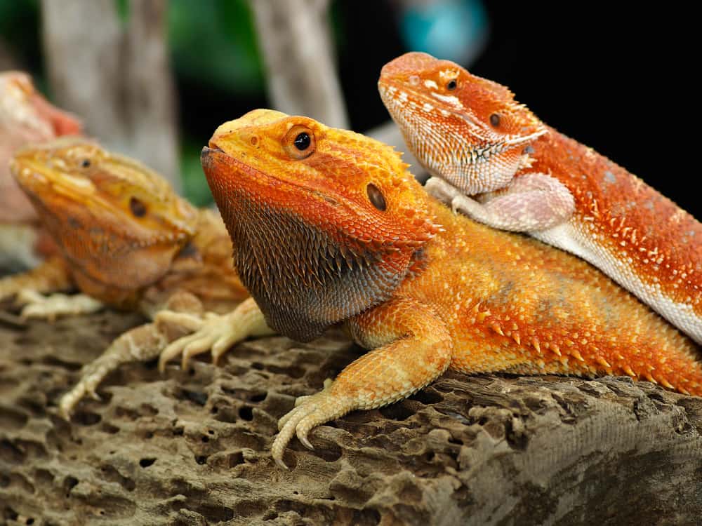 Mother Of Dragons T-Shirt Mother Of Bearded Dragons Reptile Mother Of Dragons T-Shirt Mother Of Bearded Dragons Reptile