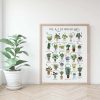 A-Z Of Houseplants, Plant Best Poster