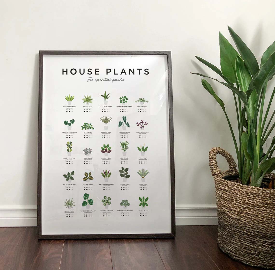 House Plants Botanical, Plant Poster House Plants Botanical, Plant Poster