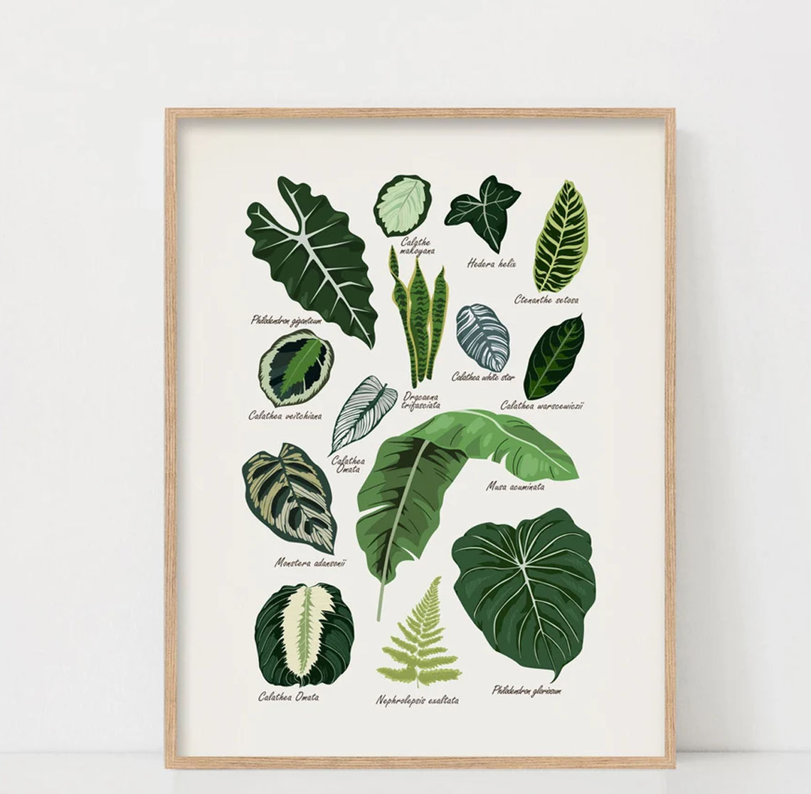 House Plants Botanical, Plant Poster House Plants Botanical, Plant Poster