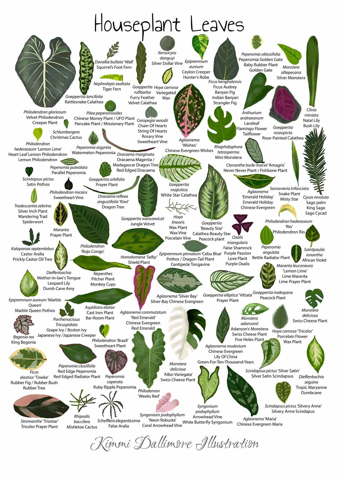 Houseplant Leaves Illustration, Leaf Varieties Poster Houseplant Leaves Illustration, Leaf Varieties Poster