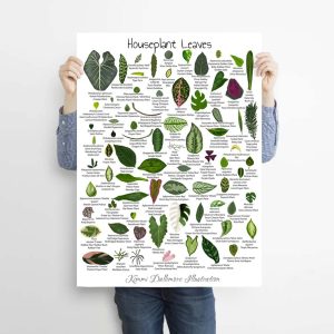Houseplant Leaves Illustration Leaf Varieties Poster 4