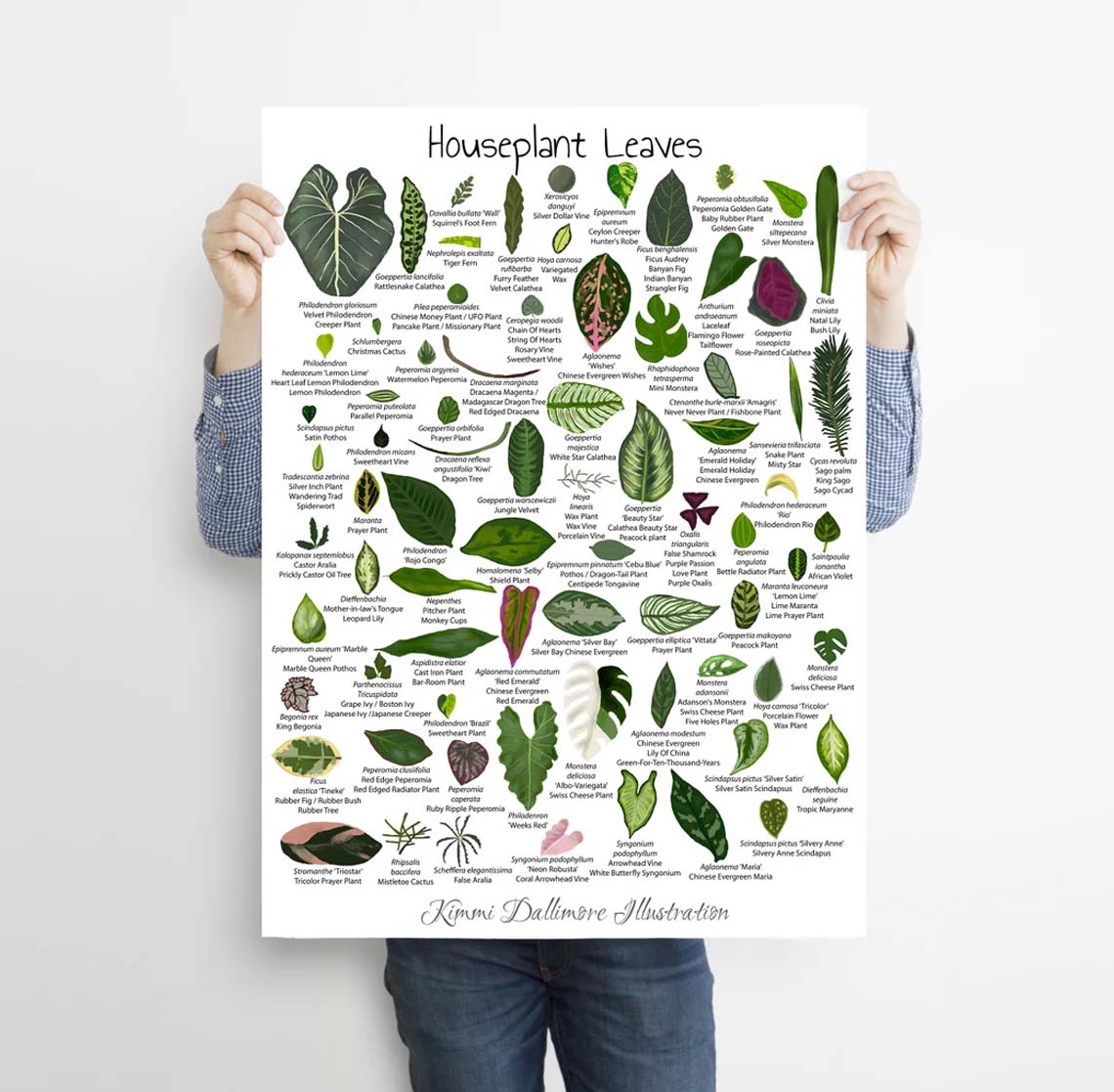 Houseplant Leaves Illustration, Leaf Varieties Poster Houseplant Leaves Illustration, Leaf Varieties Poster