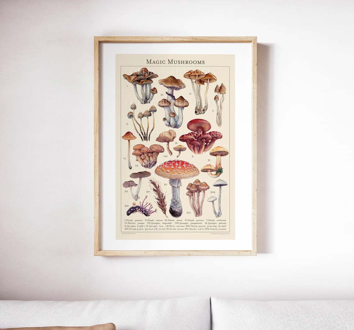Magic Mushrooms Botanical Poster Magic Mushrooms Botanical Poster