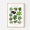 Marantaceae II Art Print Calathea Plant Poster