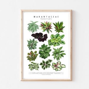 Marantaceae II Art Print Calathea Plant Poster