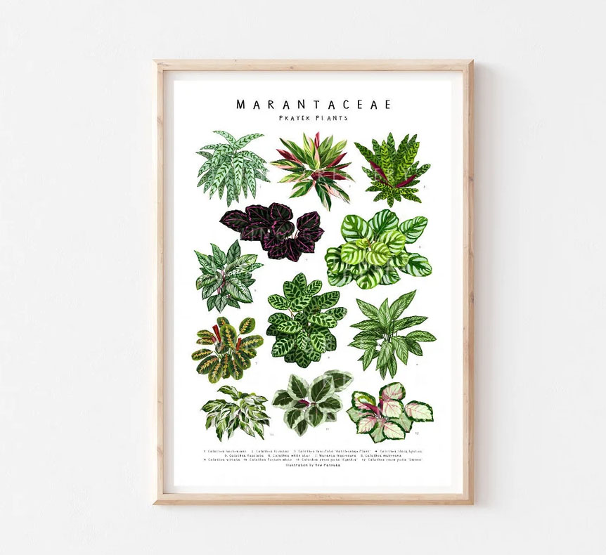 Marantaceae II Art Print Calathea Plant Poster Marantaceae II Art Print Calathea Plant Poster