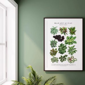 Marantaceae II Art Print Calathea Plant Poster