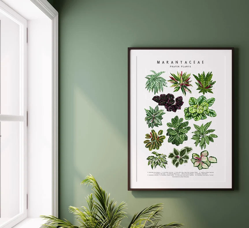 Marantaceae II Art Print Calathea Plant Poster Marantaceae II Art Print Calathea Plant Poster