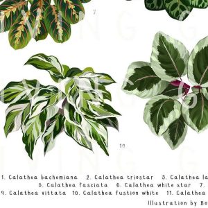 Marantaceae II Art Print Calathea Plant Poster 3