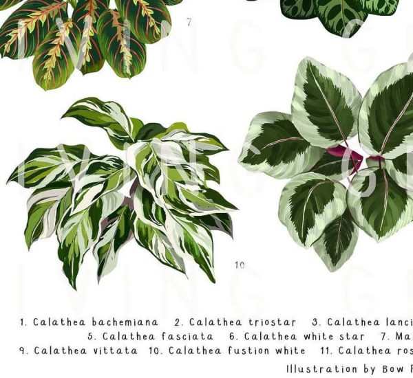 Marantaceae II Art Print Calathea Plant Poster