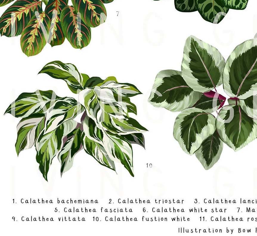 Marantaceae II Art Print Calathea Plant Poster Marantaceae II Art Print Calathea Plant Poster