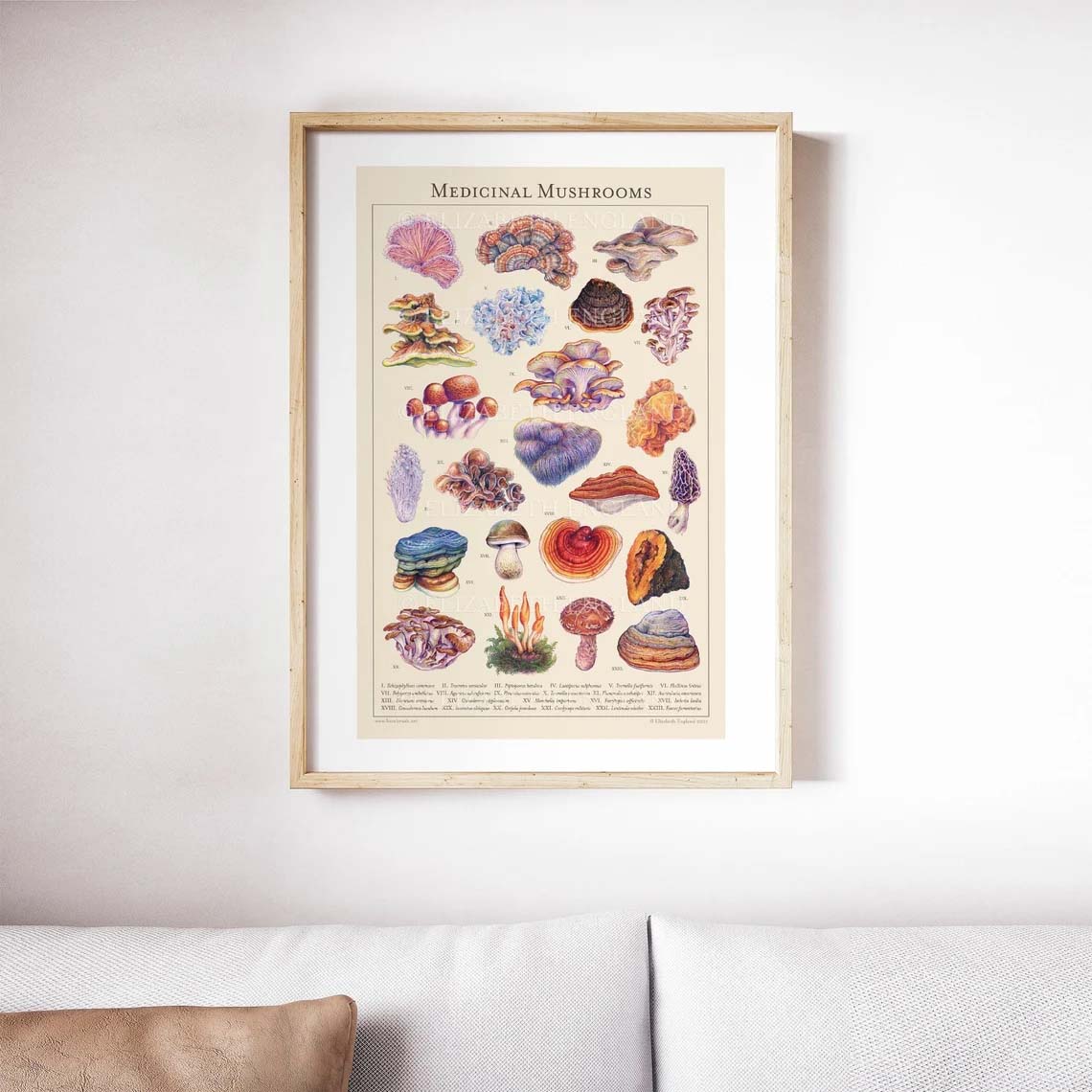 Medicinal Mushrooms Botanical Art Poster Medicinal Mushrooms Botanical Art Poster