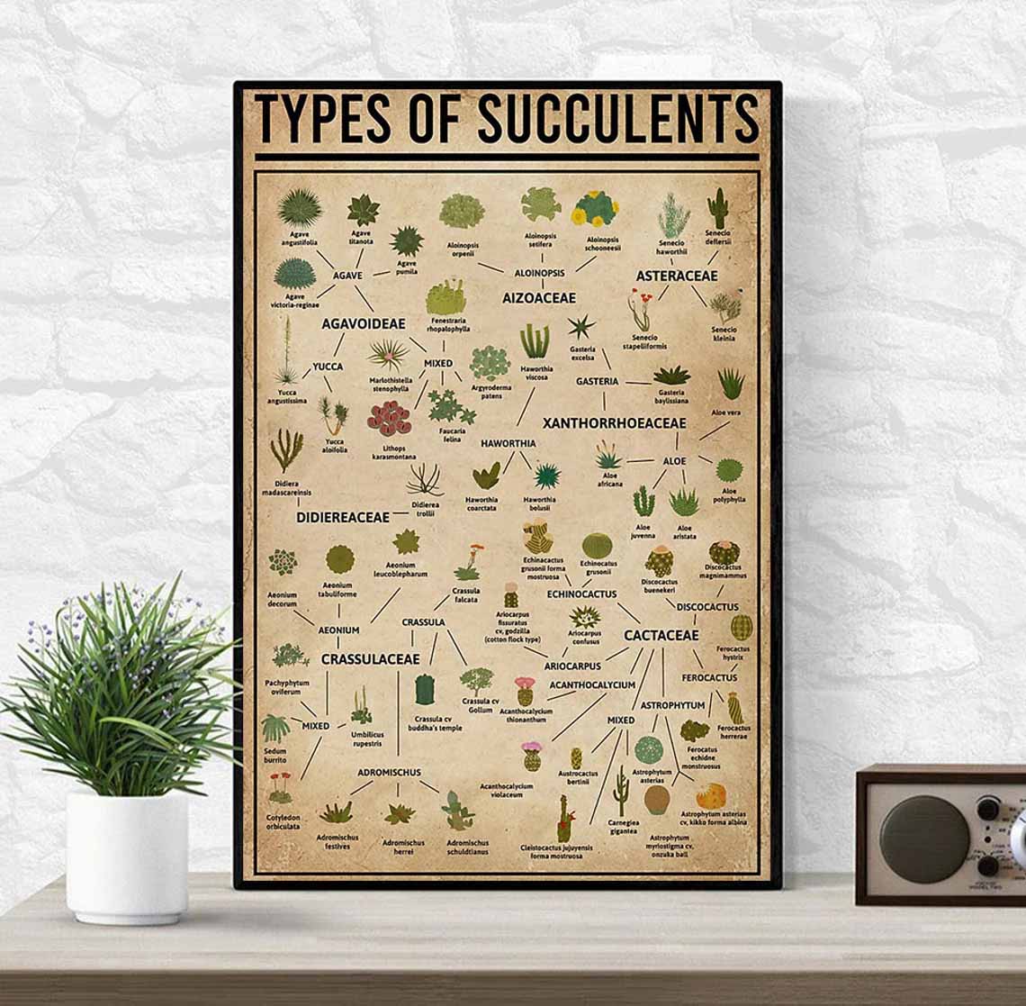 Types Of Succulents Poster Types Of Succulents Poster
