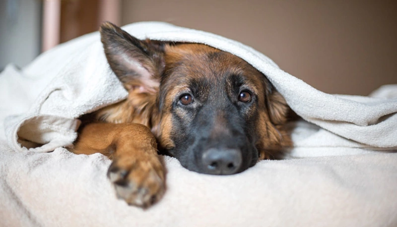 In Loving Memory: 100+ Comforting Words For Loss Of Pet 7 comforting words for loss of pet