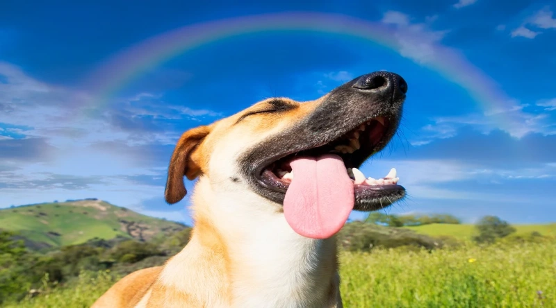 100+ Heartfelt Final Goodbye Dog Death Quotes Rainbow Bridge 2 final goodbye dog death quotes rainbow bridge
