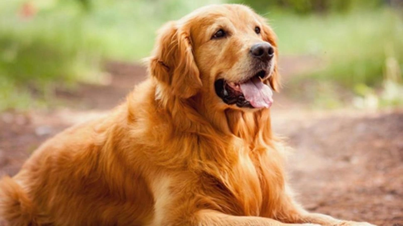 100+ Heartfelt Final Goodbye Dog Death Quotes Rainbow Bridge 3 final goodbye dog death quotes rainbow bridge