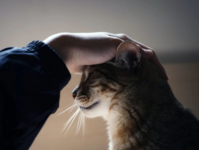 In Loving Memory: 100+ Comforting Words For Loss Of Pet 2 comforting words for loss of pet