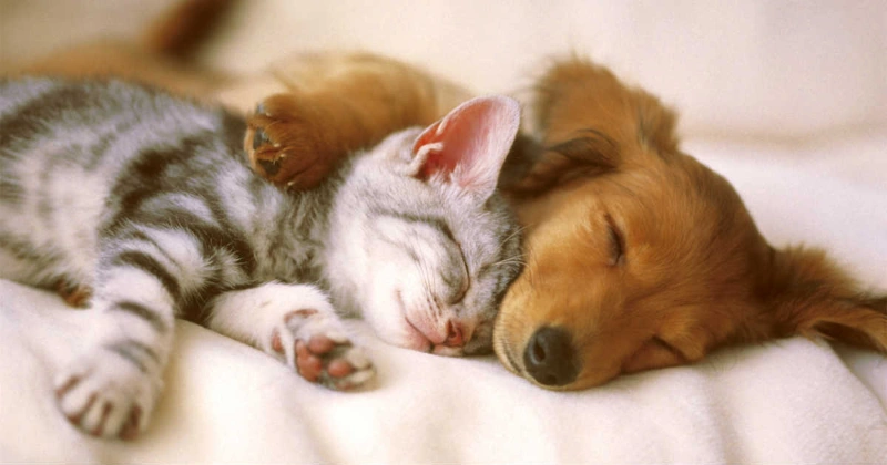 In Loving Memory: 100+ Comforting Words For Loss Of Pet 12 comforting words for loss of pet
