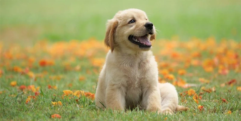100+ Reflecting On Love: Soulmate Dog Love Quotes For Dog Lovers 4 soulmate dog love quotes