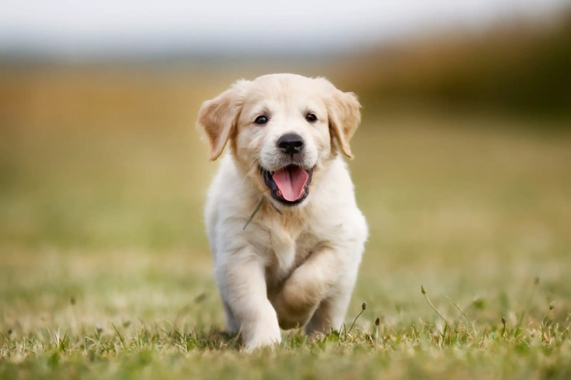 100+ Reflecting On Love: Soulmate Dog Love Quotes For Dog Lovers 8 soulmate dog love quotes