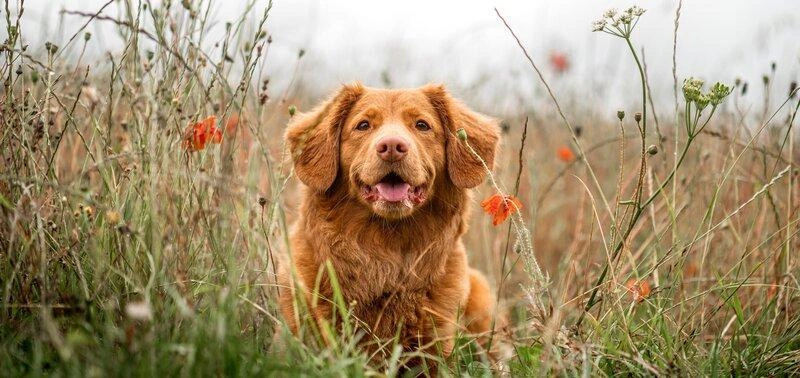100+ Heartfelt Final Goodbye Dog Death Quotes Rainbow Bridge 6 final goodbye dog death quotes rainbow bridge