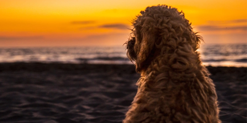 100+ Heartfelt Final Goodbye Dog Death Quotes Rainbow Bridge 8 final goodbye dog death quotes rainbow bridge