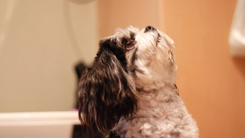 100+ Reflecting On Love: Soulmate Dog Love Quotes For Dog Lovers 6 soulmate dog love quotes
