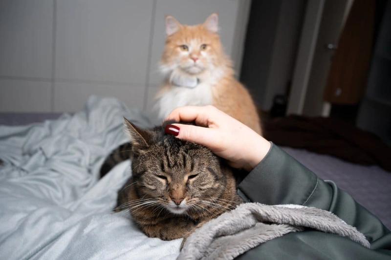 In Loving Memory: 100+ Comforting Words For Loss Of Pet 4 comforting words for loss of pet