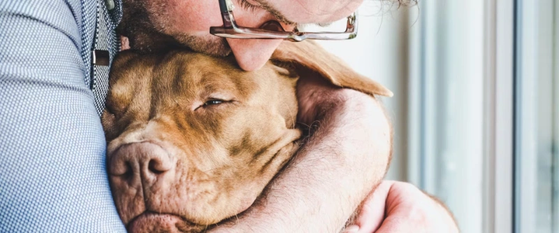 In Loving Memory: 100+ Comforting Words For Loss Of Pet 3 comforting words for loss of pet