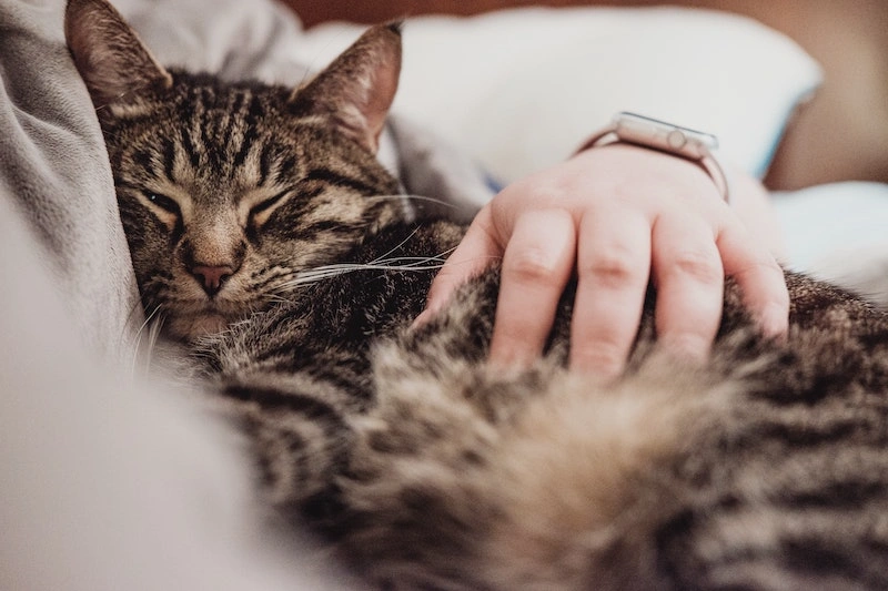 In Loving Memory: 100+ Comforting Words For Loss Of Pet 6 comforting words for loss of pet