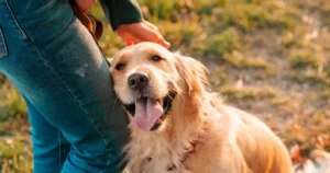 comforting words for loss of pet