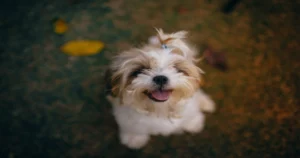 soulmate dog love quotes