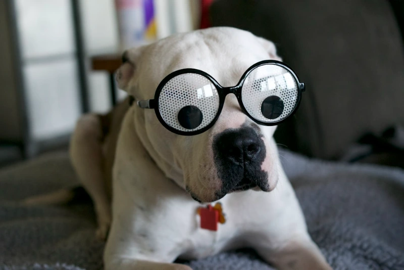 100+ Funny Dog Quotes To Brighten Your Day 3 funny dog quotes