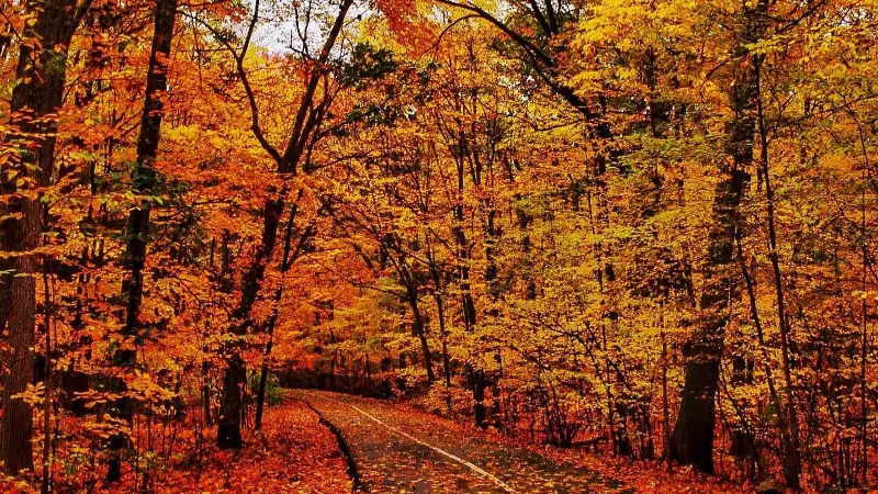 Embracing Autumn: Best Fall Quotes Short For Every Mood 2 fall quotes short