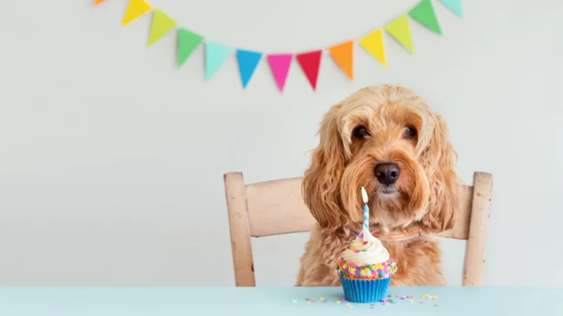 Dog Birthday Wishes: Celebrating Our Furry Friends 6 dog birthday wishes
