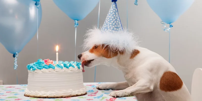 Dog Birthday Wishes: Celebrating Our Furry Friends 7 dog birthday wishes