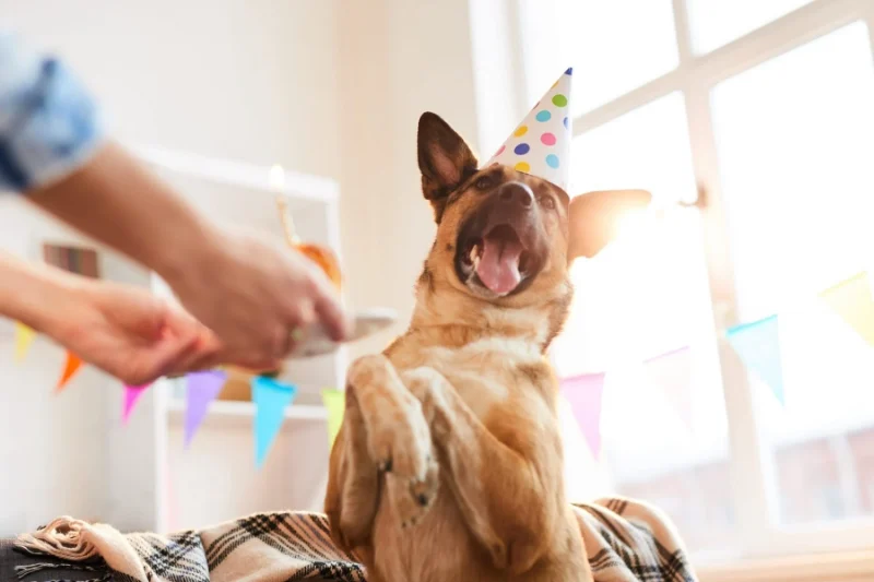 Dog Birthday Wishes: Celebrating Our Furry Friends 10 dog birthday wishes