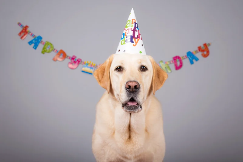 Dog Birthday Wishes: Celebrating Our Furry Friends 4 dog birthday wishes