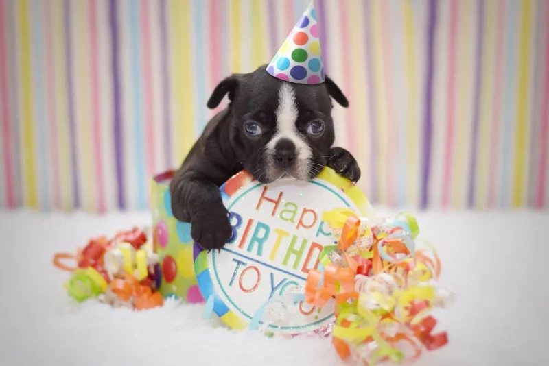 Dog Birthday Wishes: Celebrating Our Furry Friends 12 dog birthday wishes