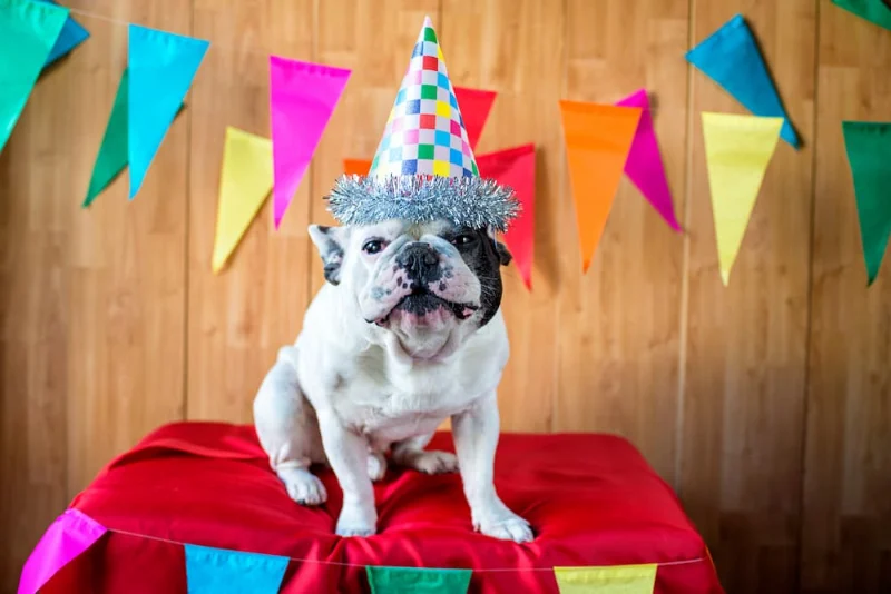 Dog Birthday Wishes: Celebrating Our Furry Friends 11 dog birthday wishes