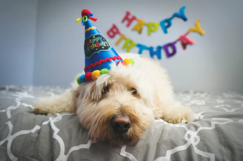 Dog Birthday Wishes: Celebrating Our Furry Friends 9 dog birthday wishes