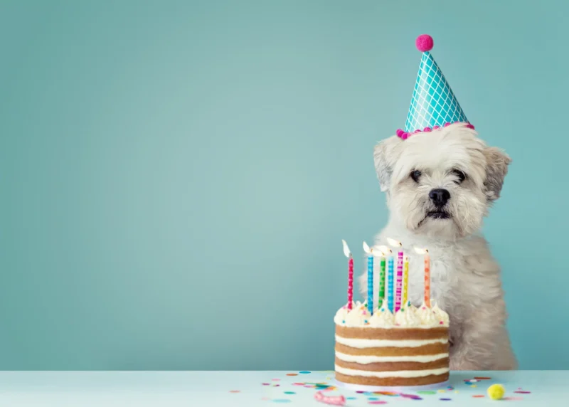 Dog Birthday Wishes: Celebrating Our Furry Friends 8 dog birthday wishes