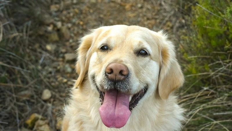 100+ Funny Dog Quotes To Brighten Your Day 8 funny dog quotes