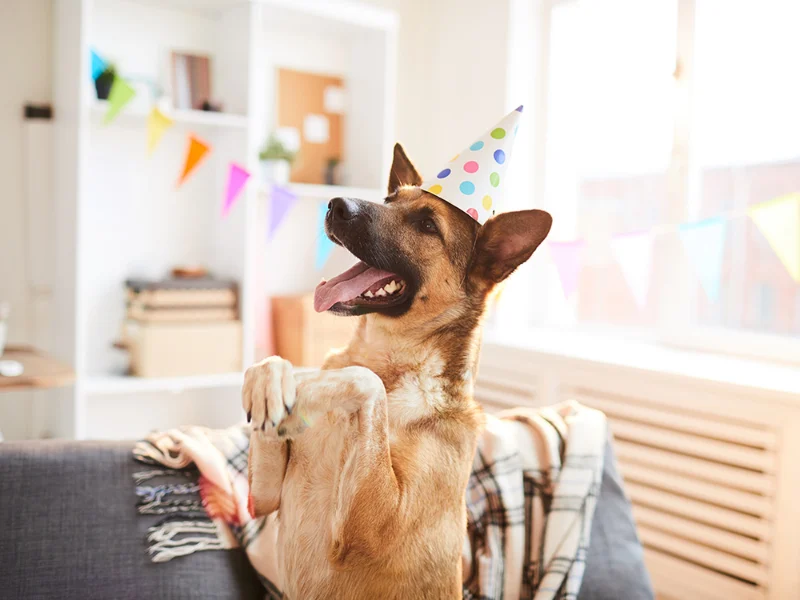 Dog Birthday Wishes: Celebrating Our Furry Friends 13 dog birthday wishes