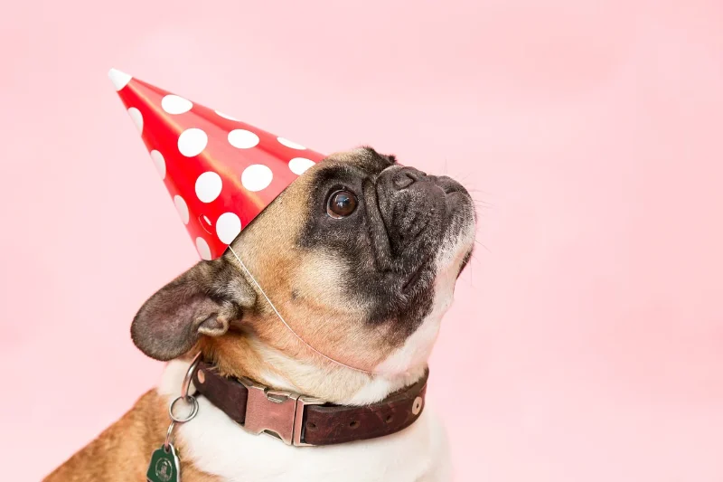 Dog Birthday Wishes: Celebrating Our Furry Friends 17 dog birthday wishes