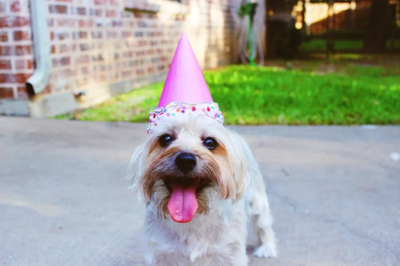 Dog Birthday Wishes: Celebrating Our Furry Friends 3 dog birthday wishes