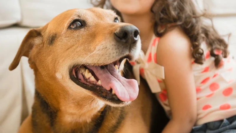 1 Year Death Anniversary Quotes For Dog 4 1 year death anniversary quotes for dog