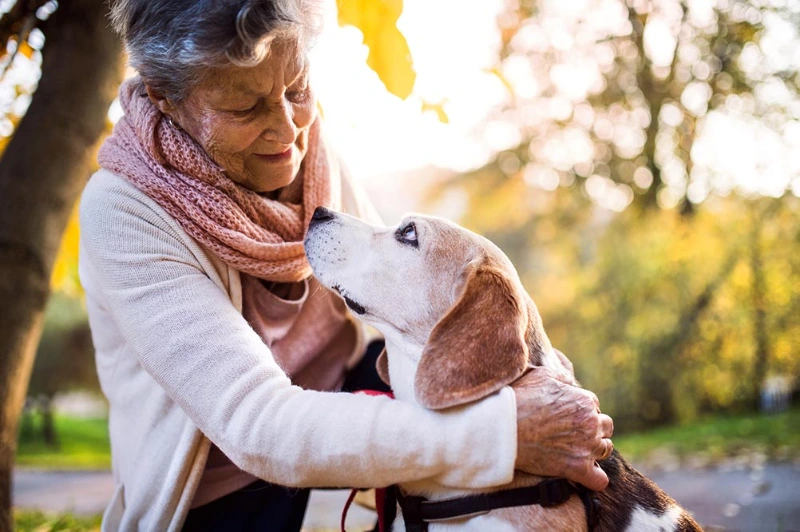 Heartfelt Dog Passing Quotes: Comfort And Sympathy For Loss 4 dog passing quotes