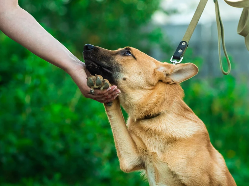 Celebrating Our Furry Friends: International Dog Day Quotes 4 international dog day quotes